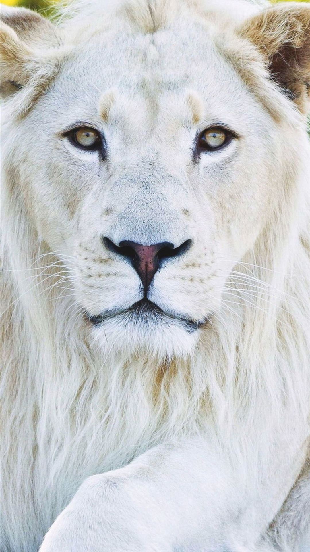 Animals White Lion iPhone Wallpaper Free Download