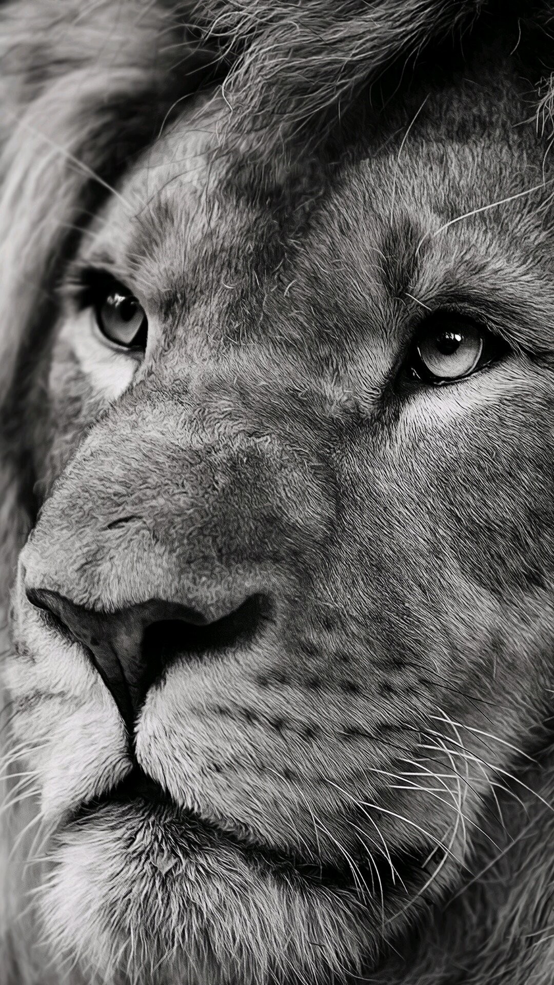 Lion iPhone Wallpaper