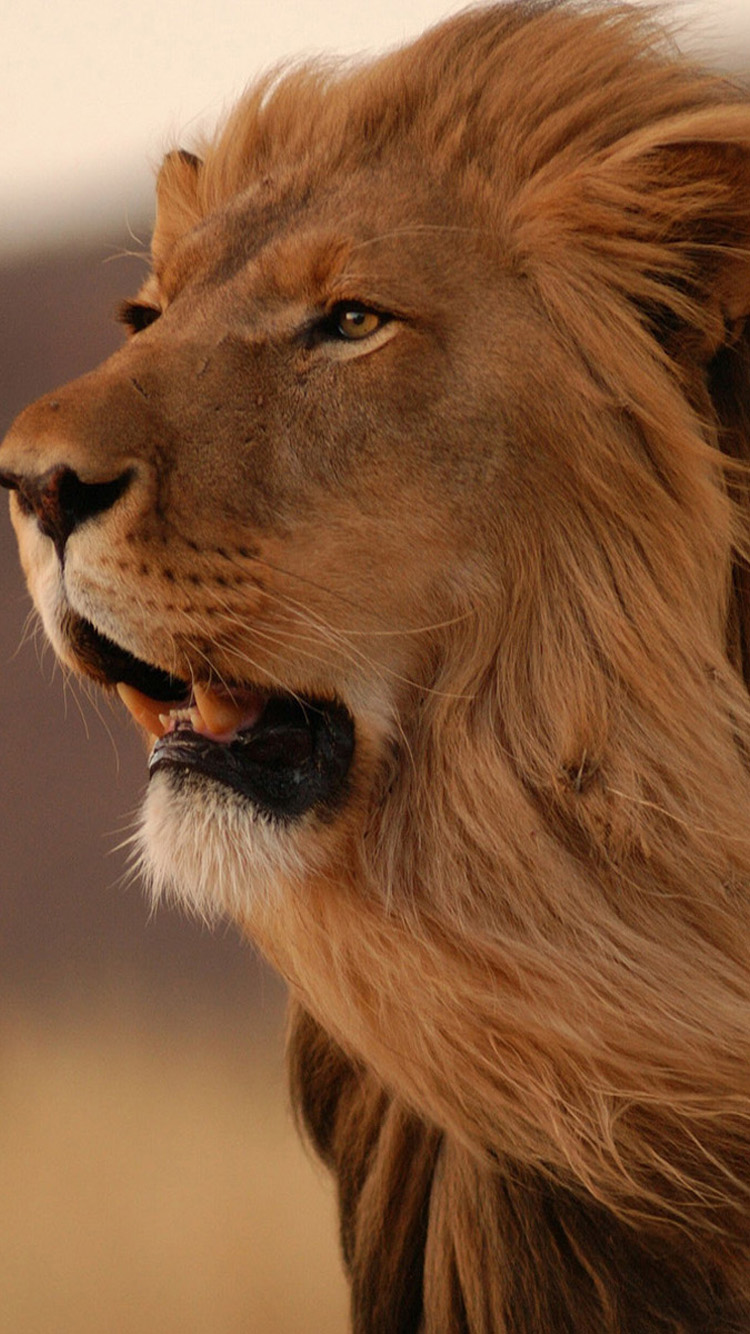 Free download Wild Lion iphone 6 Wallpaper HD Wallpaper For iPhone 6 [750x1334] for your Desktop, Mobile & Tablet. Explore Lion iPhone 6 Wallpaper. Lion Wallpaper HD, Lion King iPhone Wallpaper, Lion Phone Wallpaper