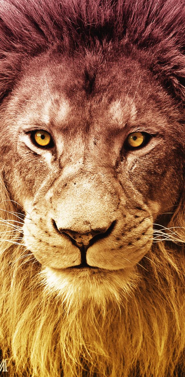 Lion iphone wallpaper