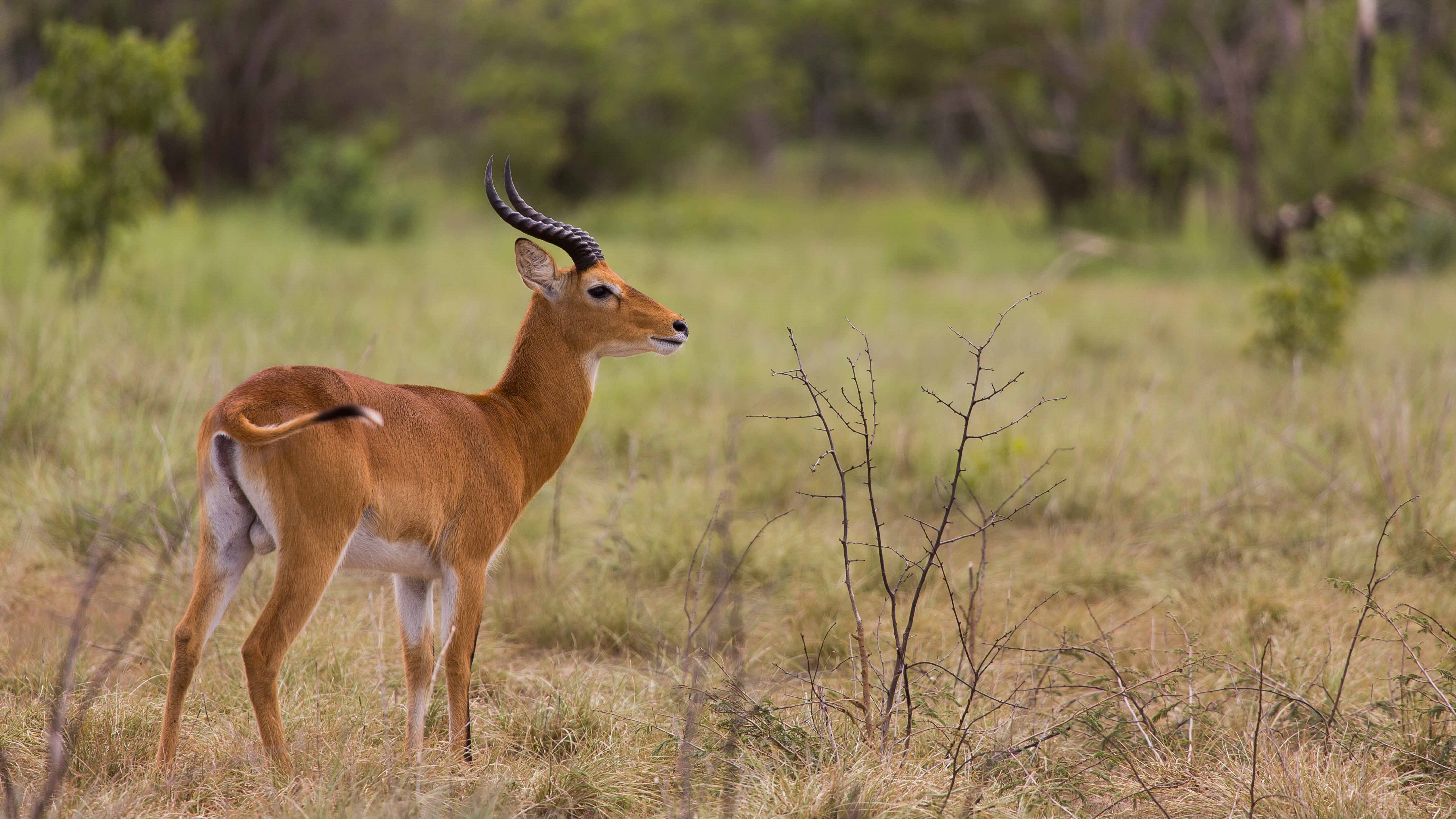 Antelope Animal 8k Ultra HD HD 8k Animals Wallpaper & Background Download