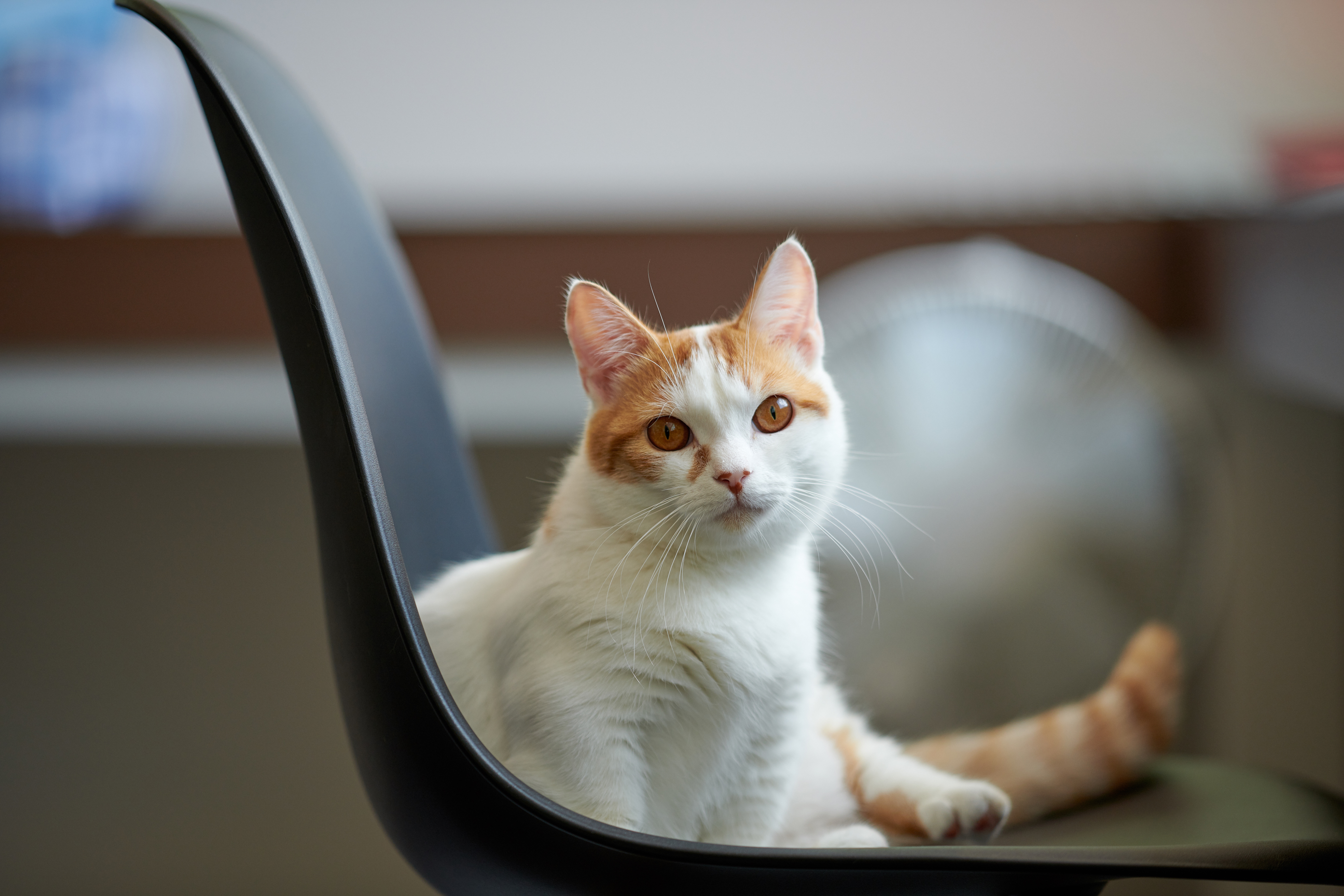 Animal Cat 8k Ultra HD Wallpaper