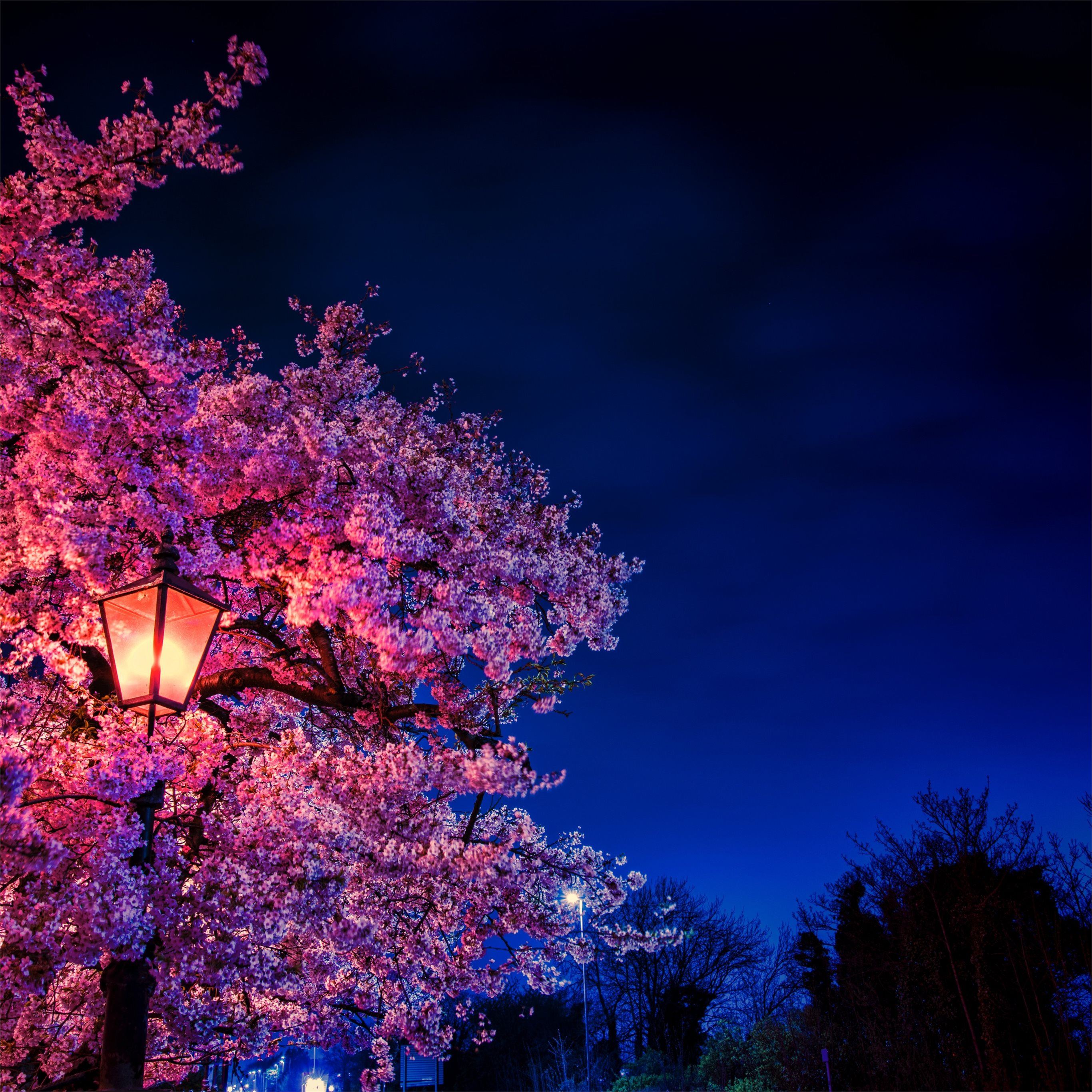 plant blossom flower 8k iPad Pro Wallpaper Free Download