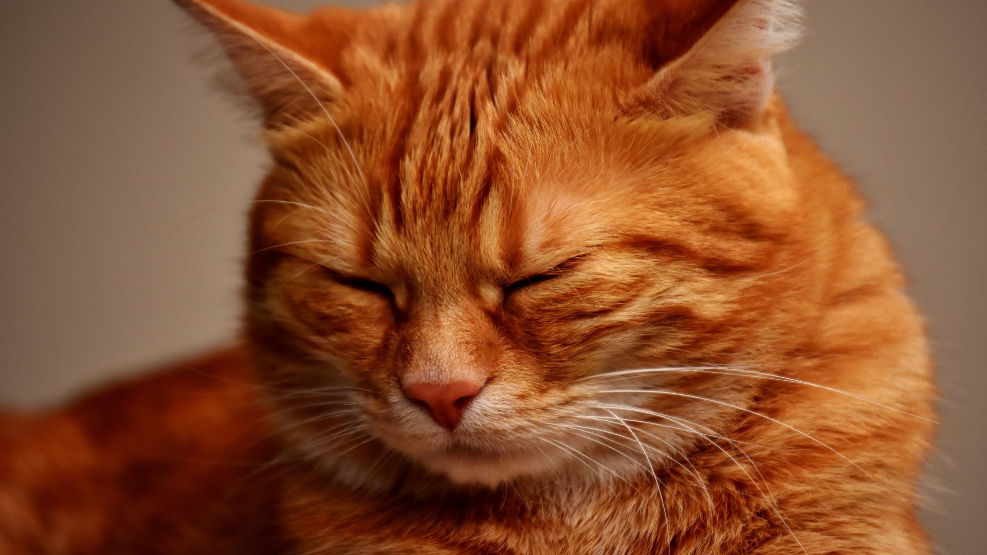 Muzzle, sleepy, orange cat wallpaper, HD image, picture, background, 1b1a82