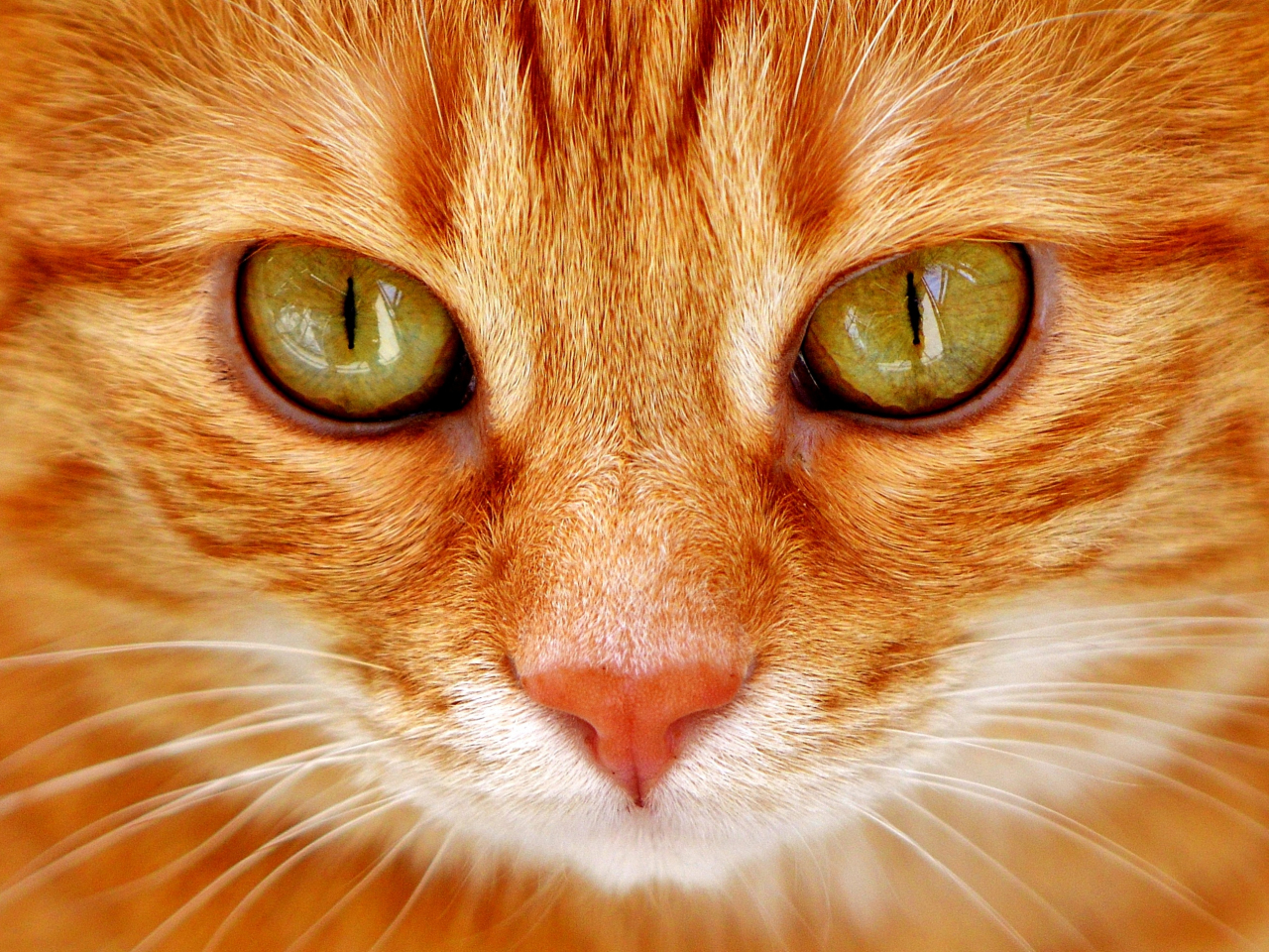 Desktop Wallpaper Orange Cat, Eyes, Fur, HD Image, Picture, Background, E4lhre