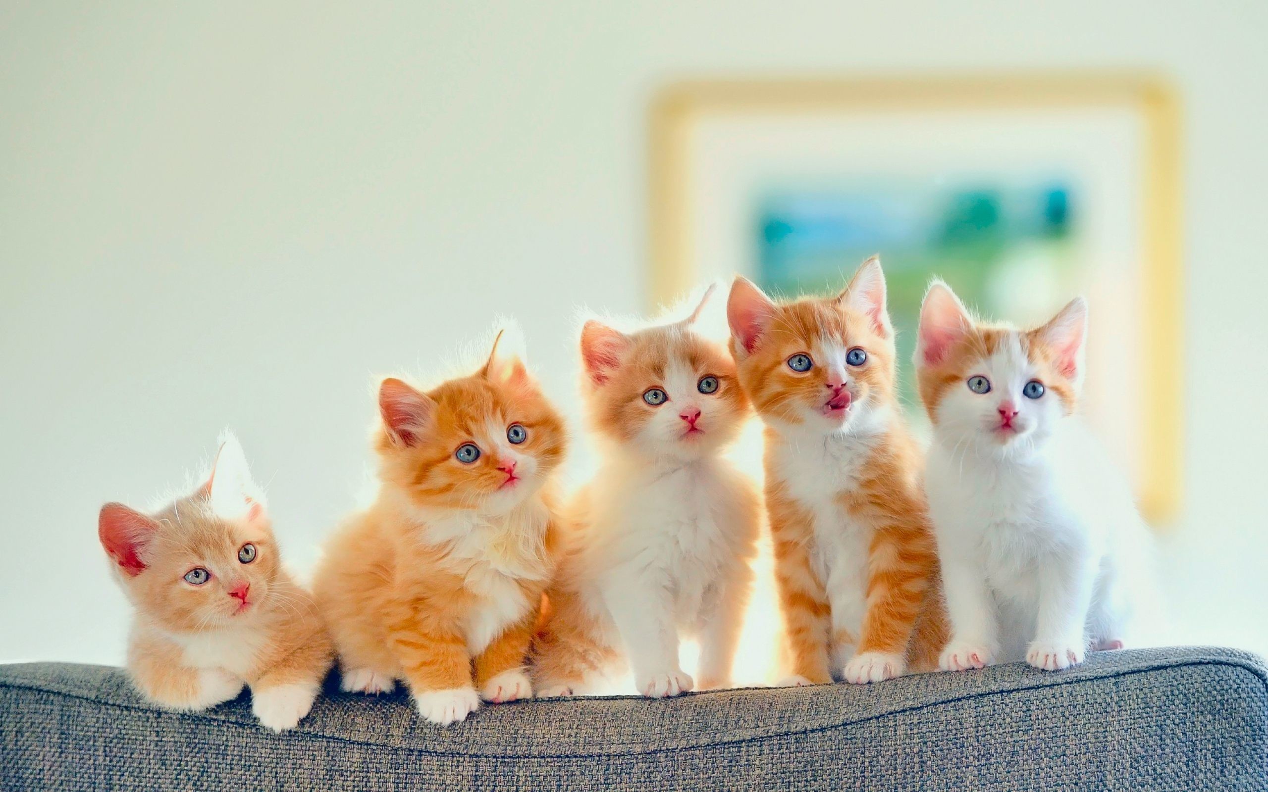 Wallpaper Cats and Kittens