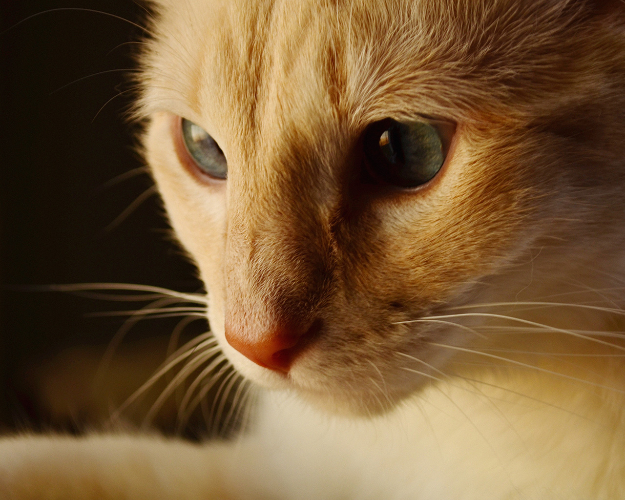 Cat Face Cute Orange Animal Wallpaper