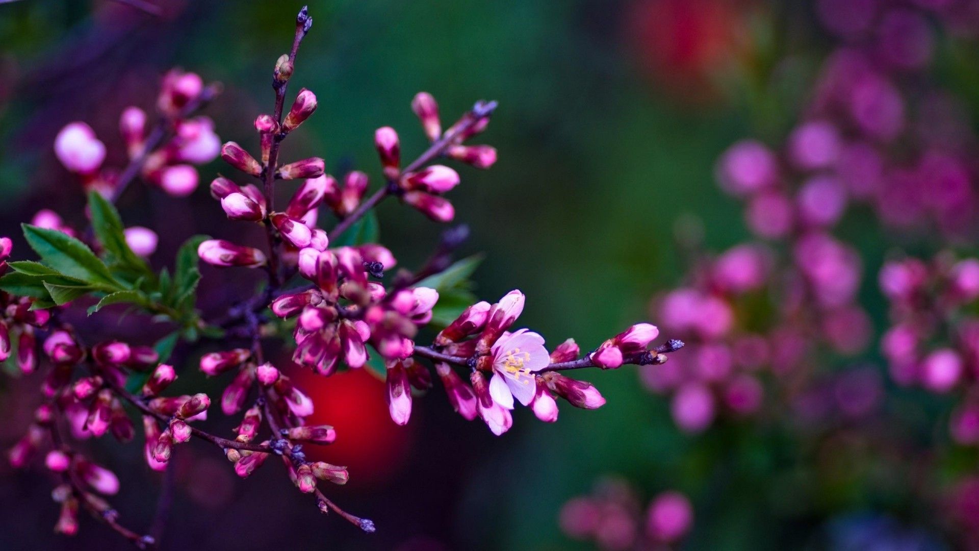 Spring Flowers Macro Wallpaper