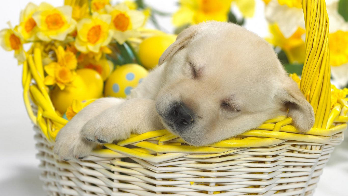 Download wallpaper 1366x768 puppy, easter, basket, dream, flowers tablet, laptop HD background