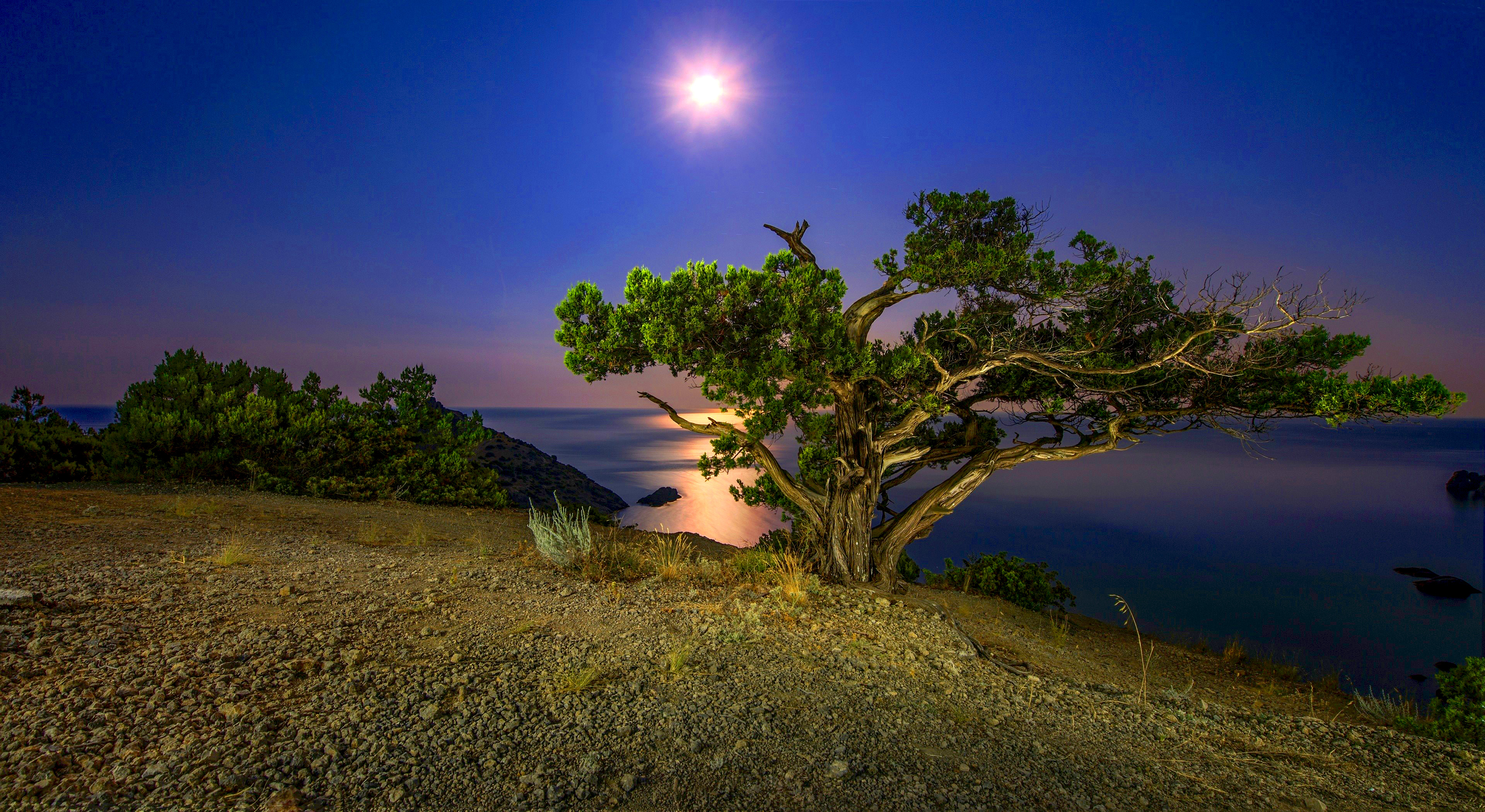 Night Tree Coast Lake Moon HD Wallpaper, Wallpaper13.com