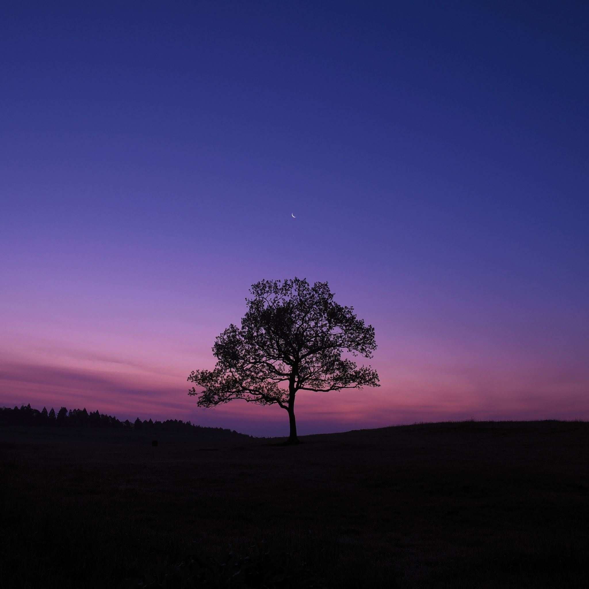 Tree night moon sky lonely iPad Air Wallpaper Free Download