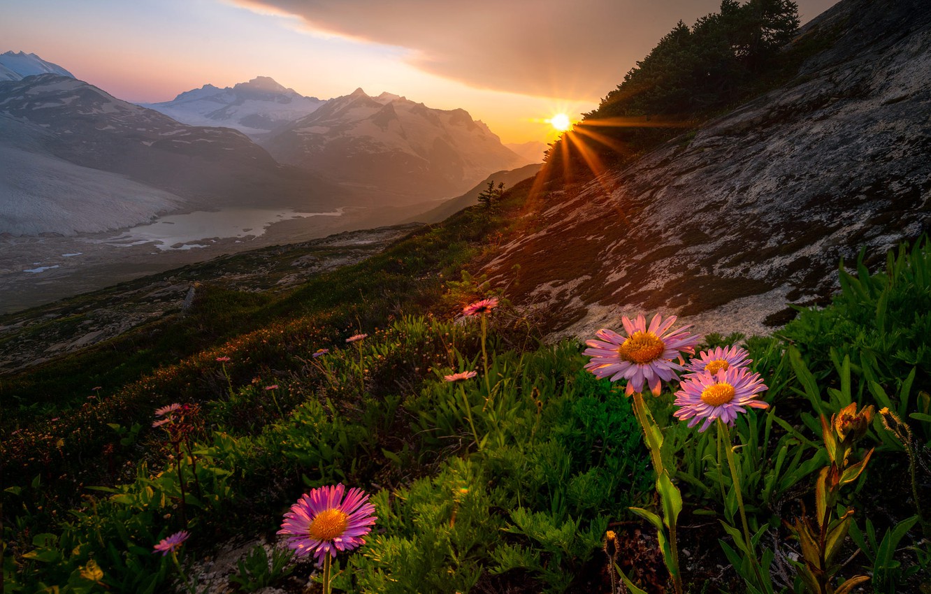 Wallpaper the sun, rays, landscape, sunset, flowers, mountains, nature, slope, Canada, British Columbia image for desktop, section пейзажи