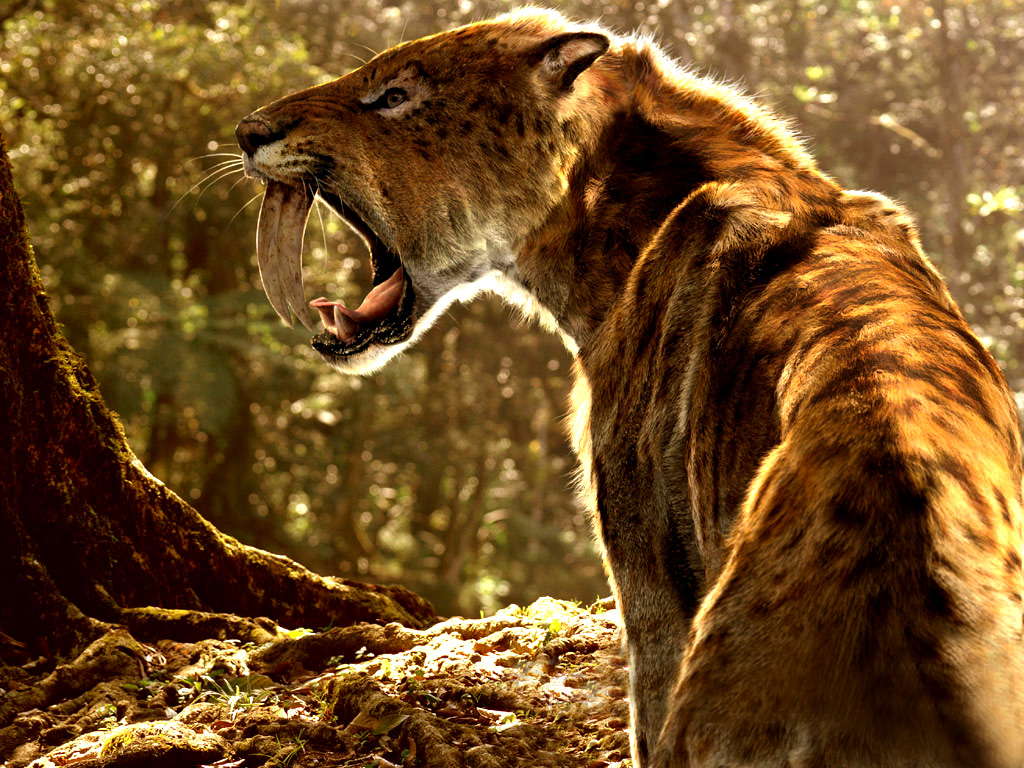 Free download 71] Saber Tooth Tiger Wallpaper [1024x768] for your Desktop, Mobile & Tablet. Explore Sabretooth Wallpaper. Sabretooth Wallpaper