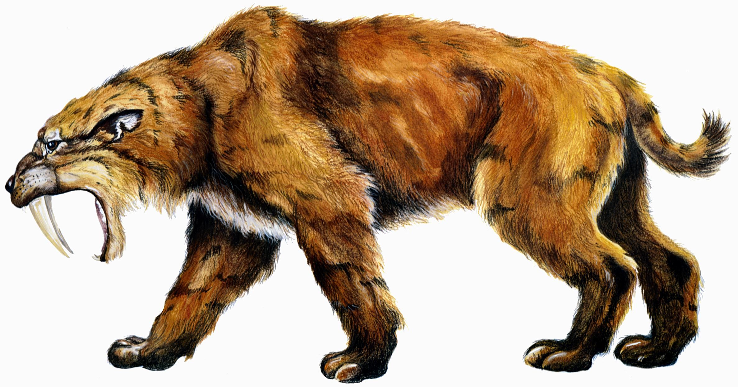 Saber Tooth Tigers. Sabertooth tiger, Smilodon, Prehistoric animals