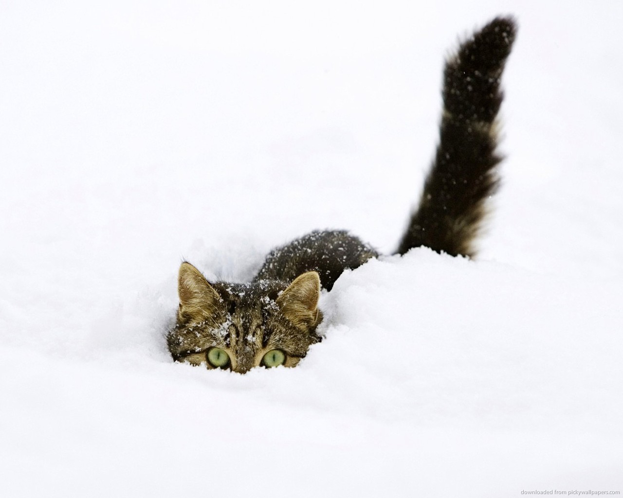 Cats in Snow Wallpaper