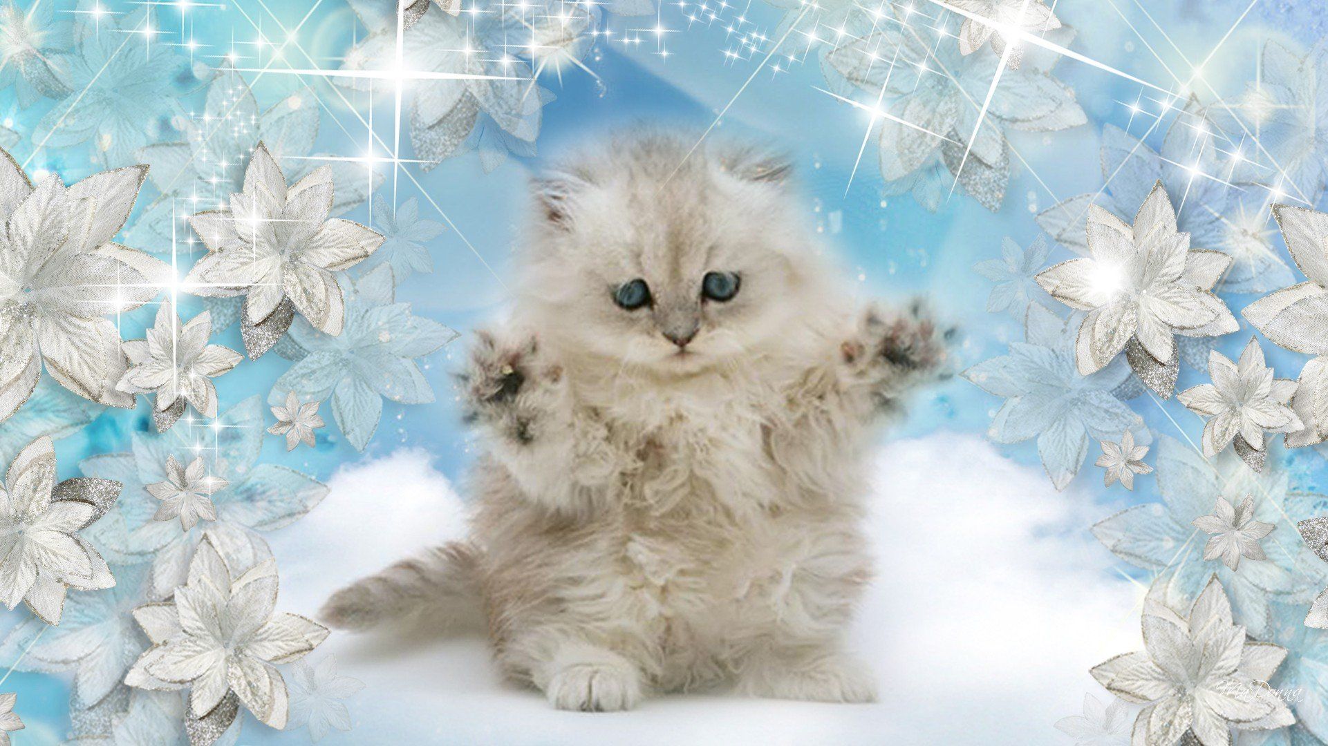 Snow Kitten Wallpaper, HD Snow Kitten Background on WallpaperBat