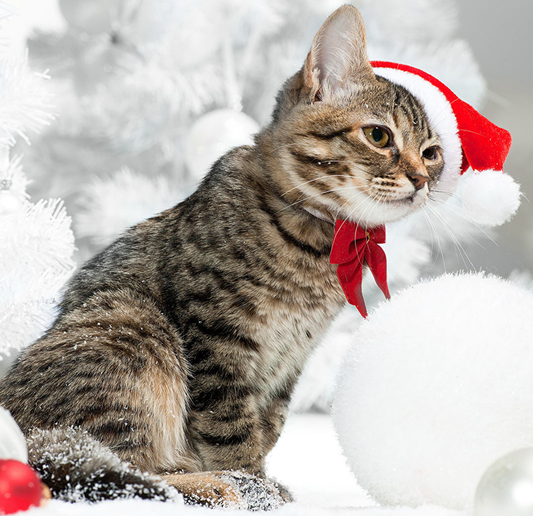 Desktop Wallpaper cat Christmas Winter hat Animals