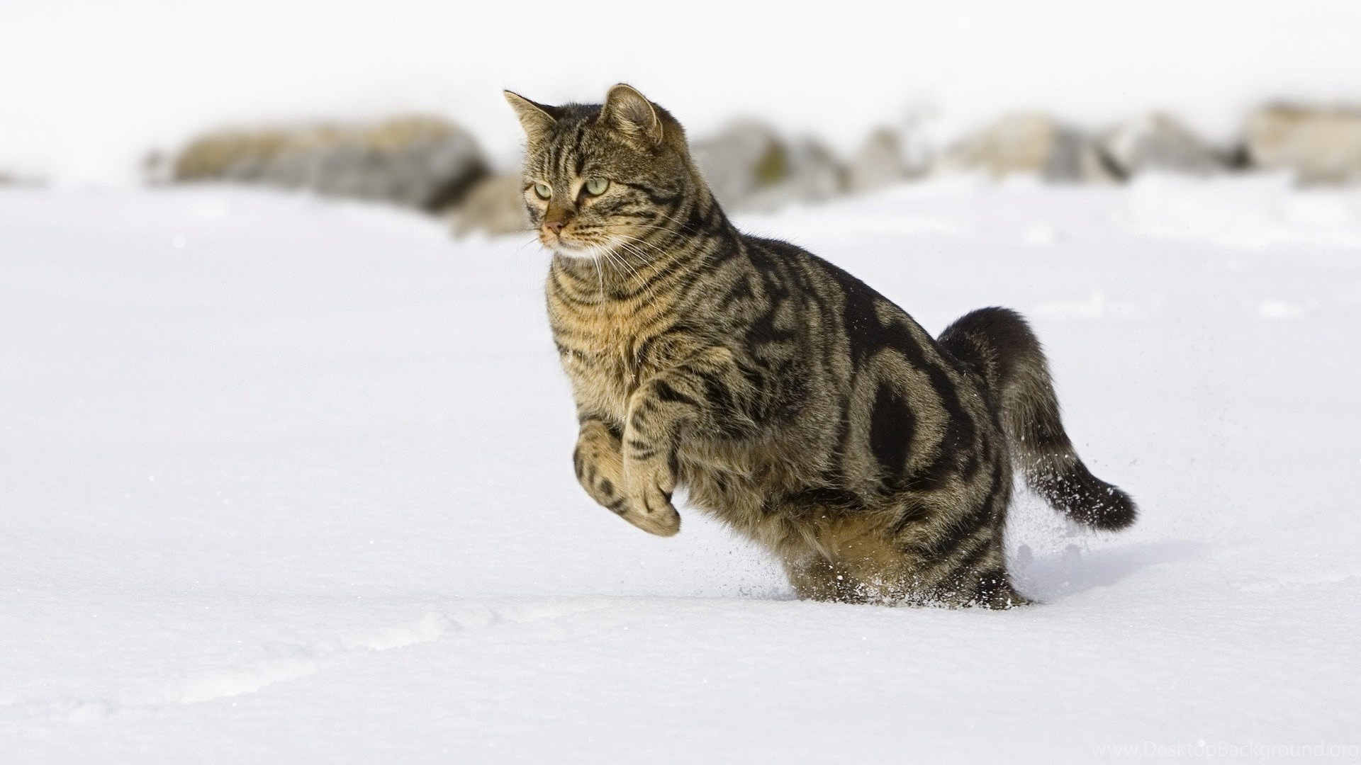 Cats: Cat Snow Winter Jump Free Desktop Wallpaper For HD 16:9 High. Desktop Background