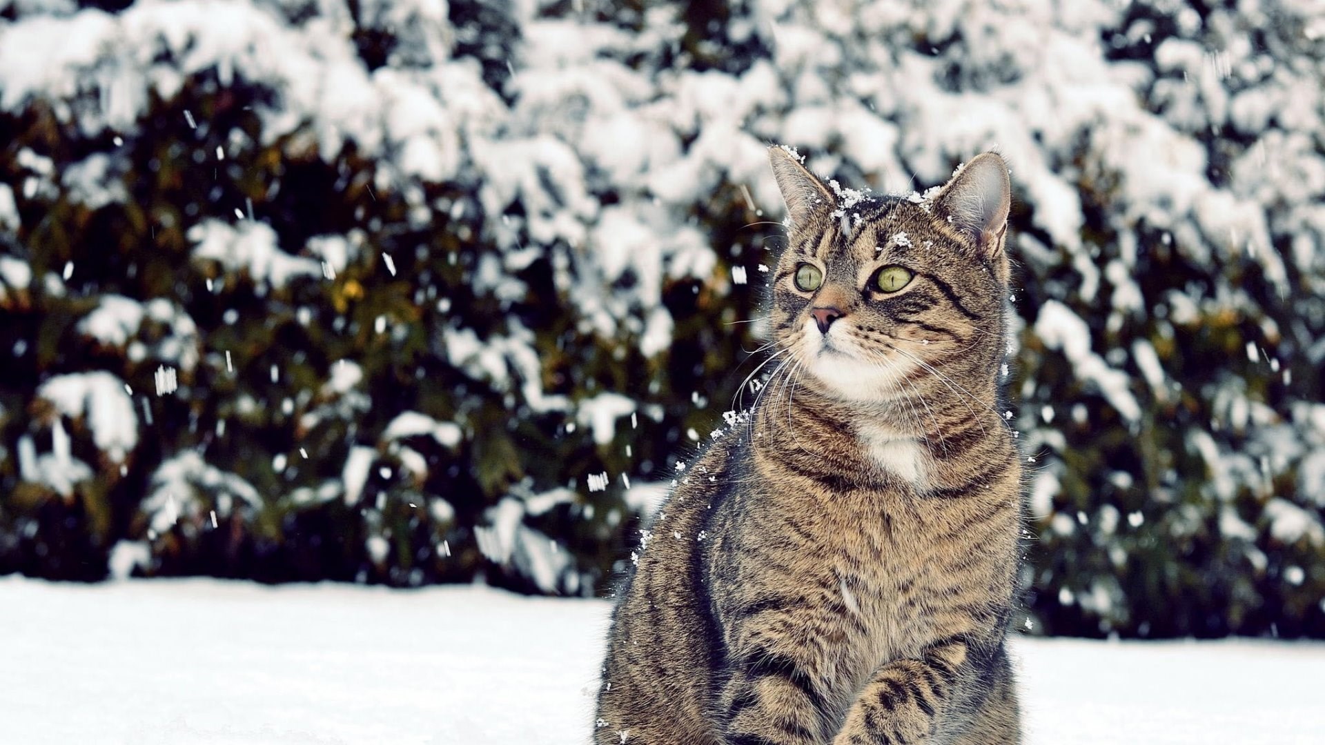 Download Wallpaper 1920x1080 Cat, Winter, Snow, View Full HD 1080p. Desktop Background