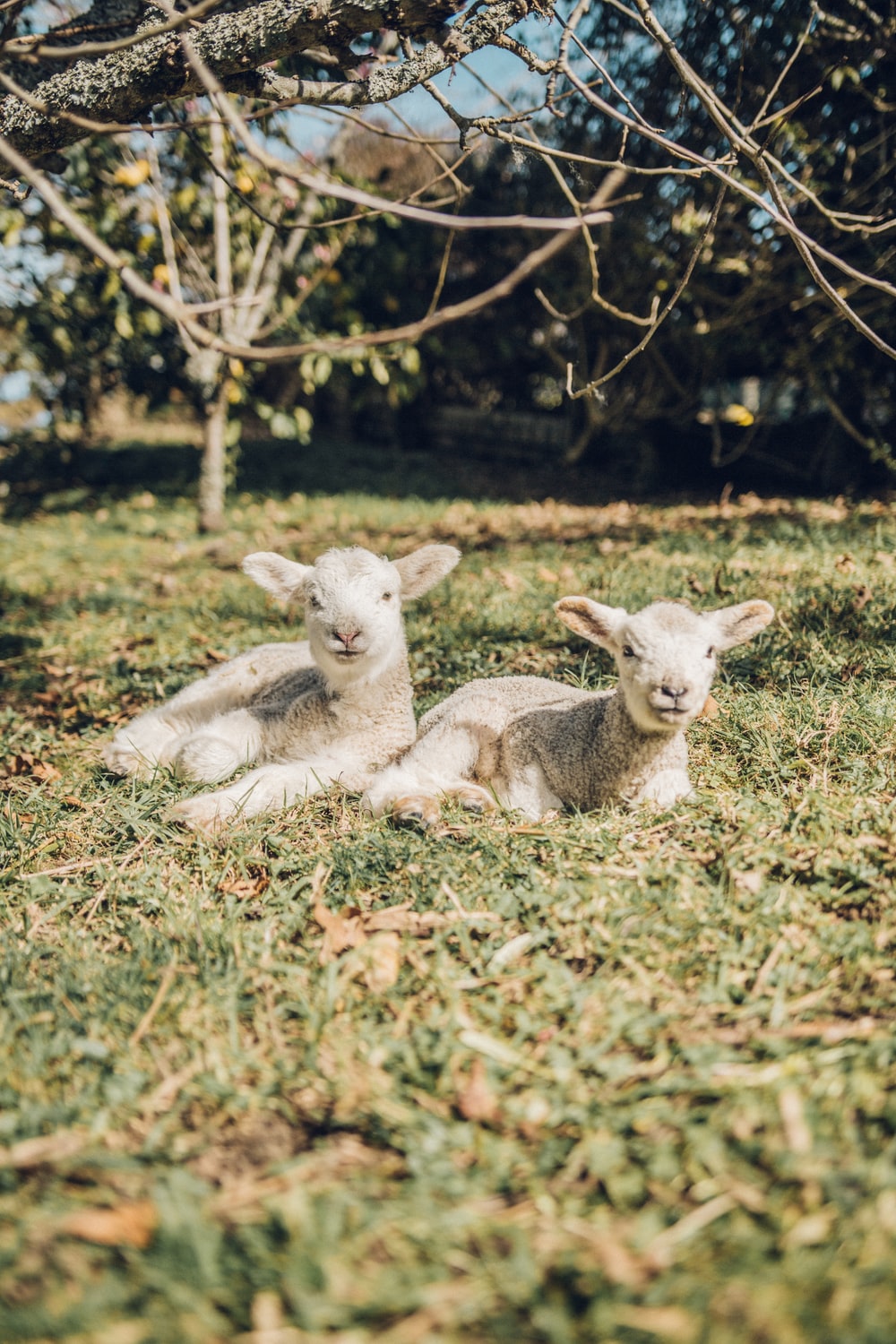 Baby Lamb Picture. Download Free Image