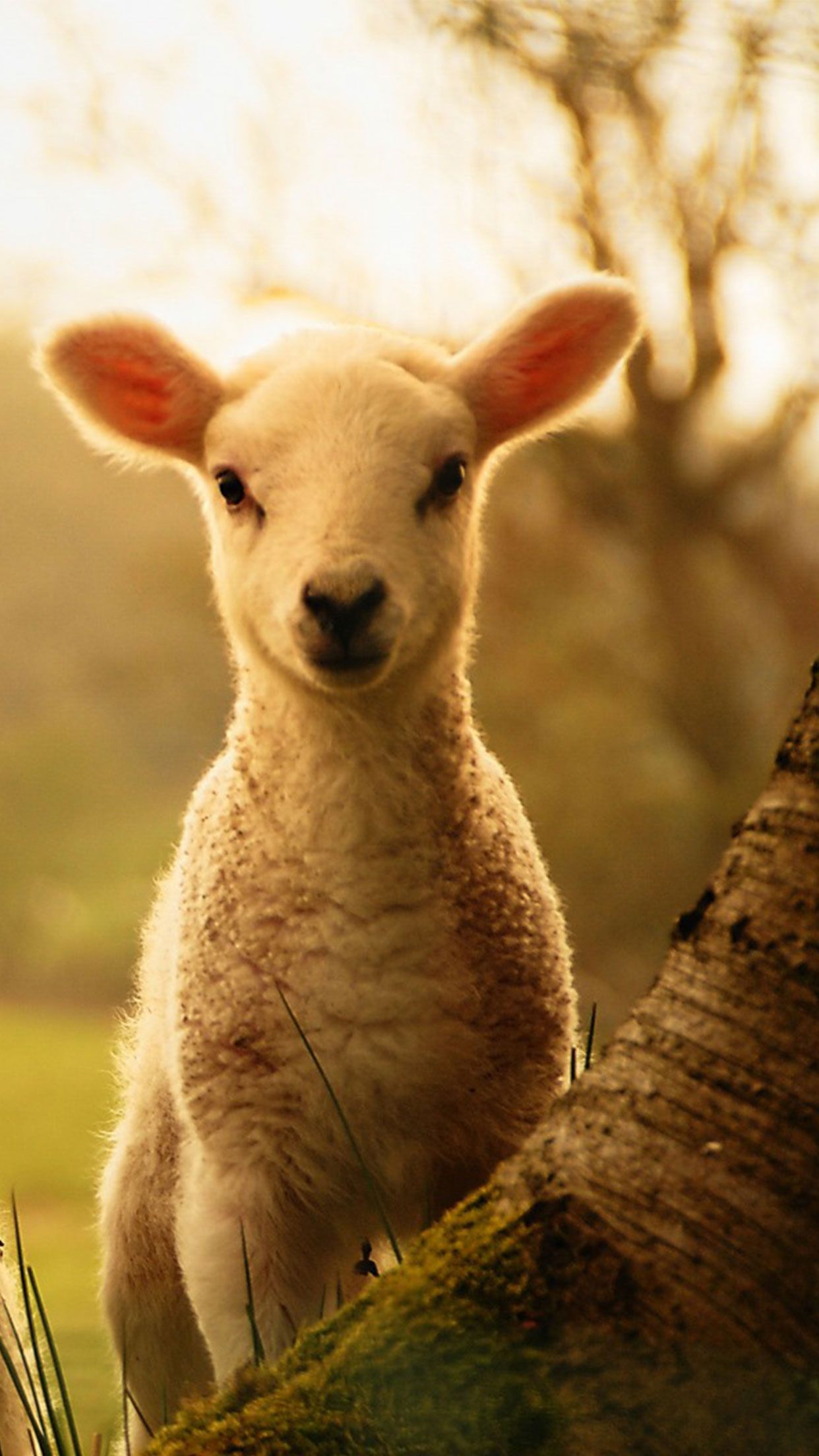 Cute little lamb animal wallpaper for #iPhone #androi #lamb #animal # wallpaper more at wallzapp.com. Horse wallpaper, Animal wallpaper, Animals
