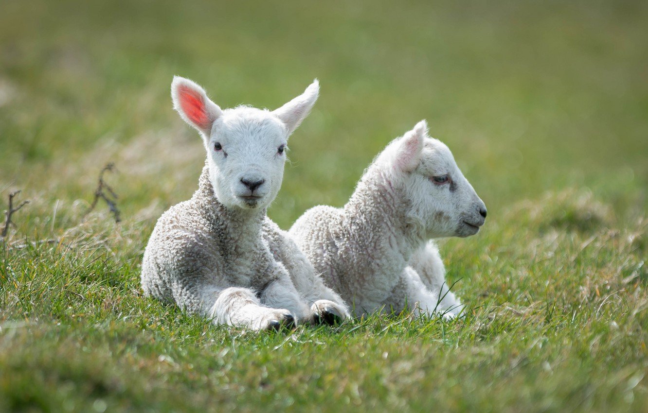 Baby Lamb Wallpapers - Wallpaper Cave