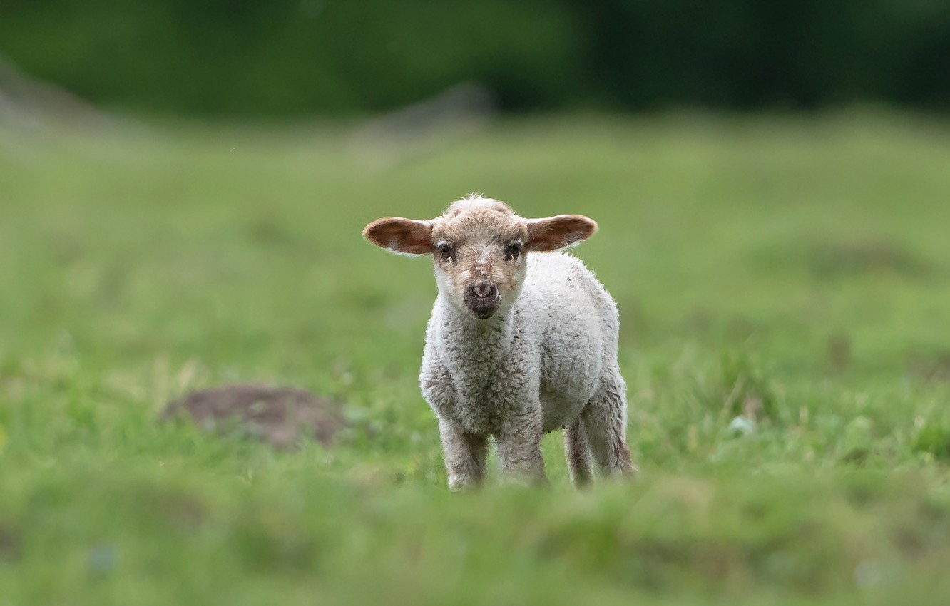Wallpaper background, glade, baby, lamb, cub, sheep, sheep, lamb, lamb image for desktop, section животные