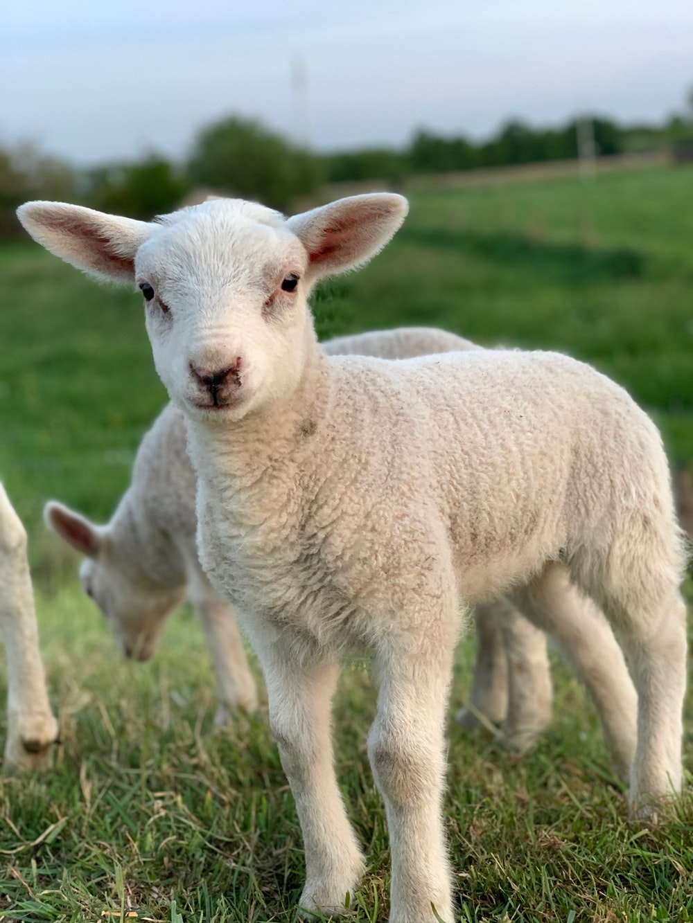Lamb Picture [HQ]. Download Free Image