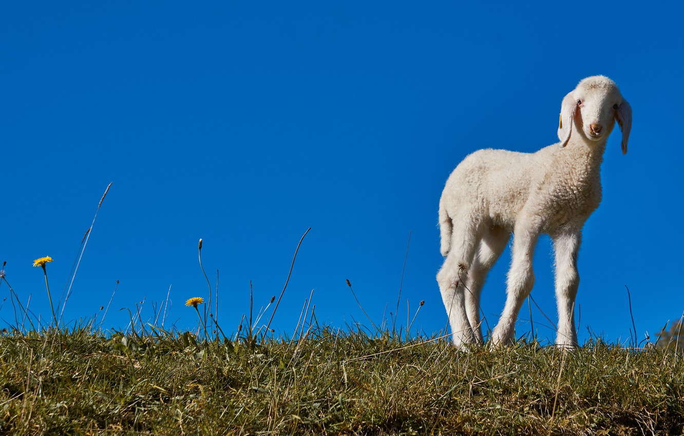 Wallpaper grass, blue, glade, spring, baby, white, lamb, sheep, blue sky, sheep, lamb, lamb image for desktop, section животные
