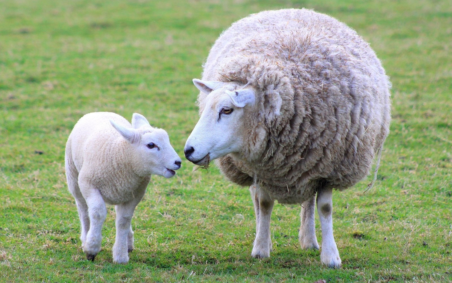 Sheep Image Ewe And Lamb HD Wallpaper And Background Et Agneau