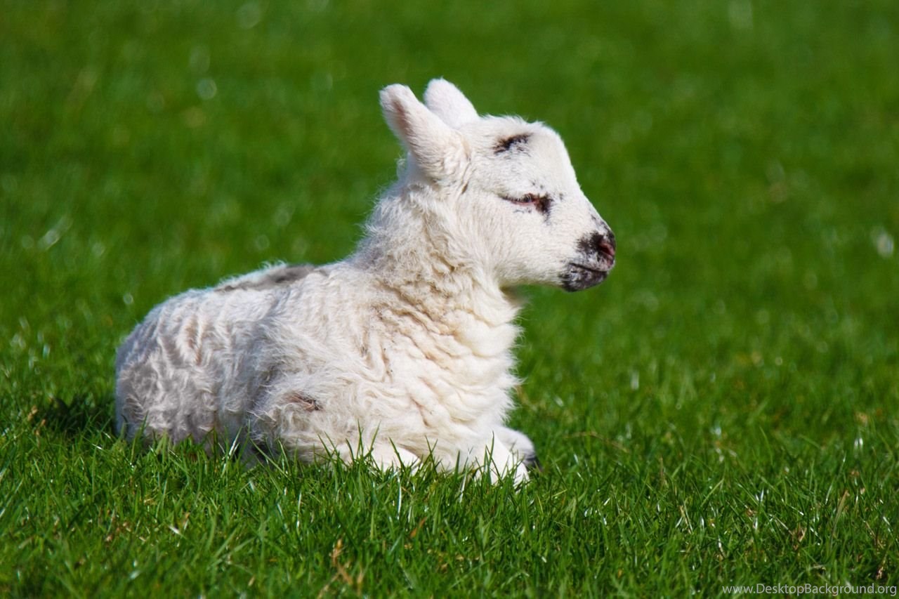 Baby Lamb Image Wallpaper HD Base Desktop Background