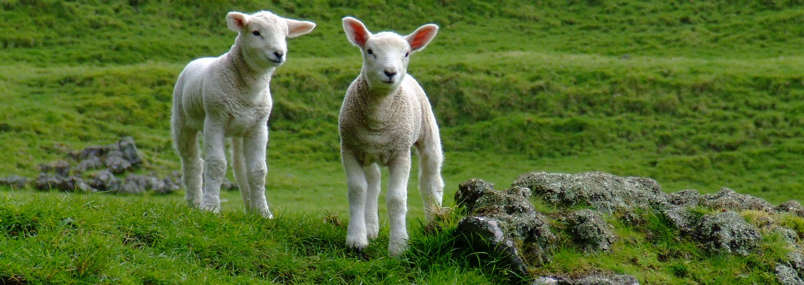 Free download animals spring lamb wallpaper with resolution picture Quotekocom [2565x912] for your Desktop, Mobile & Tablet. Explore Lamb Wallpaper. Lamb Of God Wallpaper, Easter Lamb Wallpaper, Lion and Lamb Wallpaper