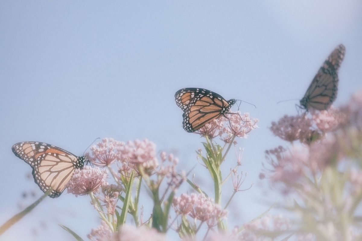 Aesthetic Grunge Aesthetic Blue Butterfly Wallpaper