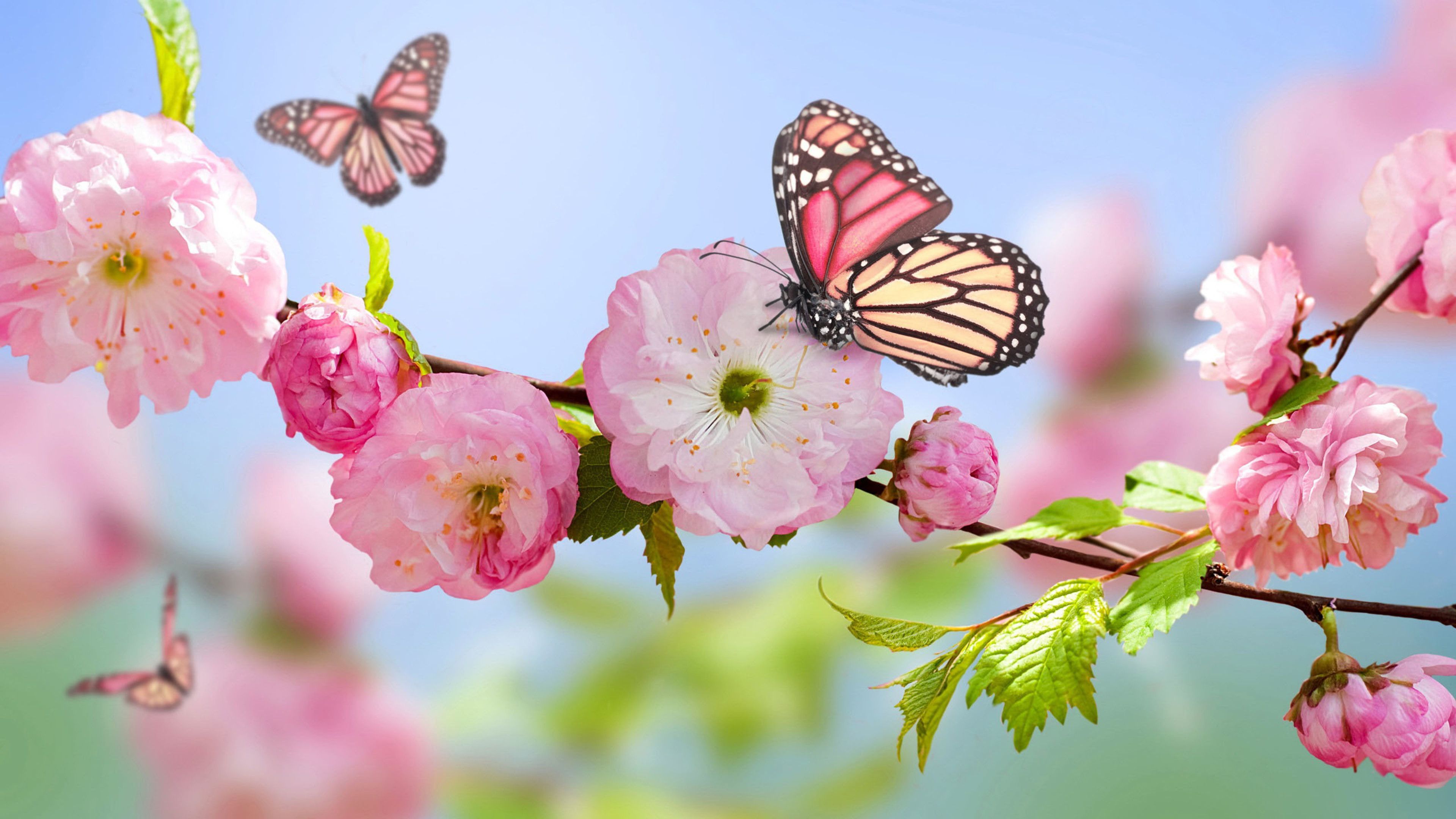 Pink Butterfly Desktop Wallpaper Free Pink Butterfly Desktop Background