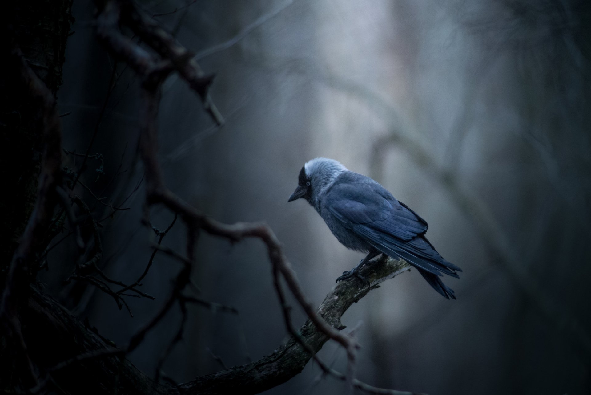 Jackdaw HD Wallpaper and Background Image