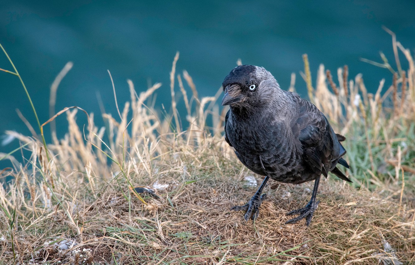 Wallpaper look, background, bird, shore, straw, jackdaw image for desktop, section животные