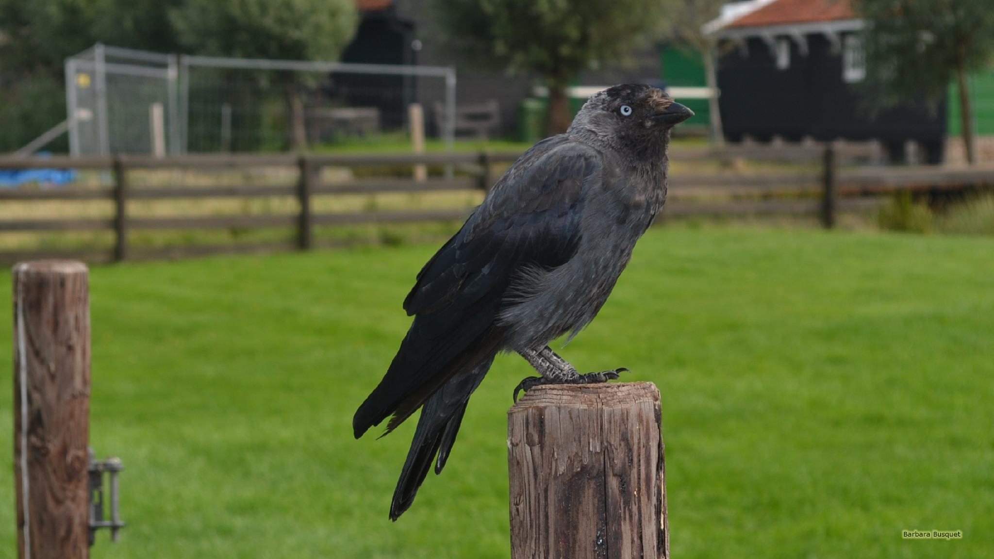 Western jackdaw on a pole's HD Wallpaper