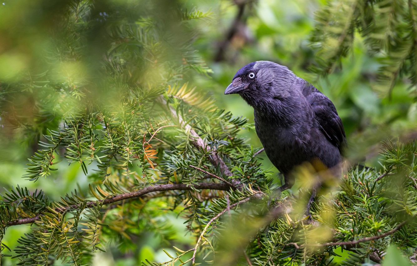 Wallpaper look, branches, bird, needles, bokeh, jackdaw image for desktop, section животные