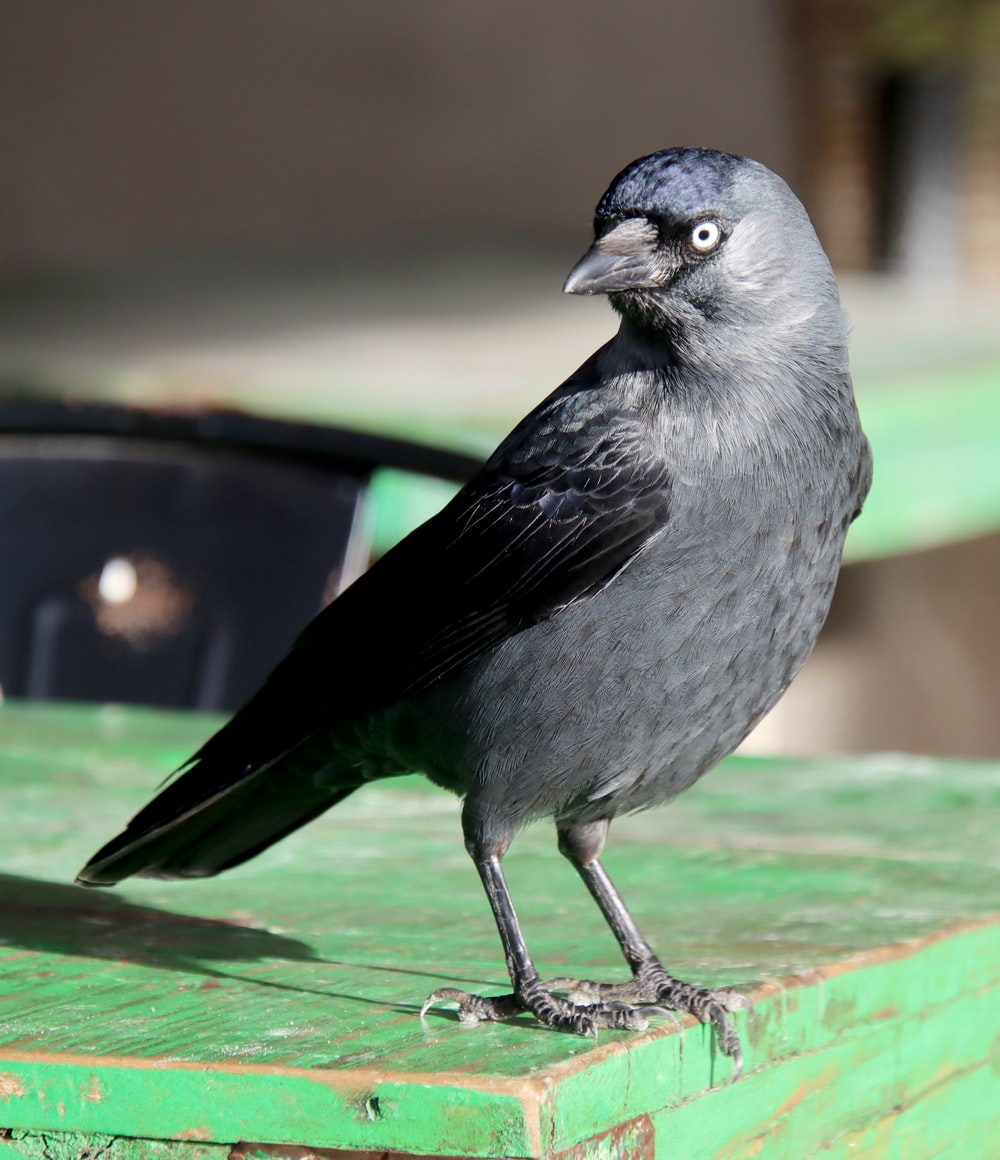 Jackdaw Picture. Download Free Image