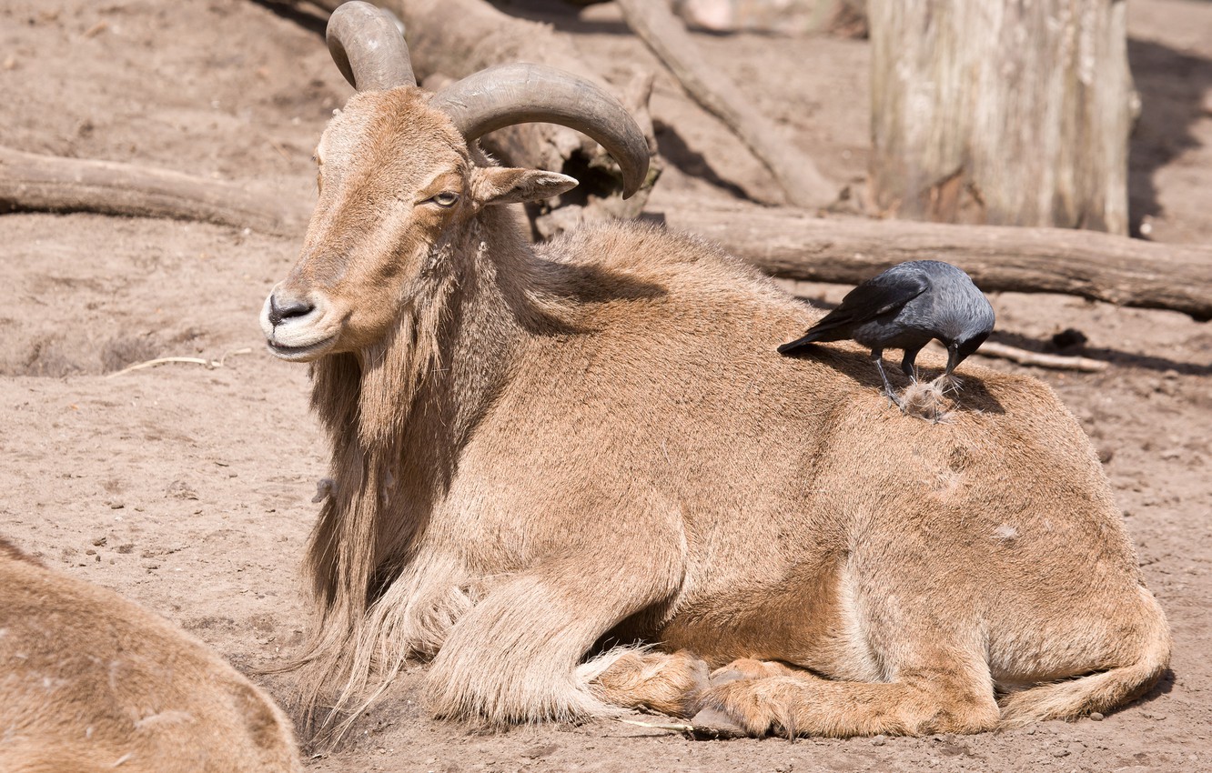 Wallpaper bird, wool, friends, goat, jackdaw image for desktop, section животные