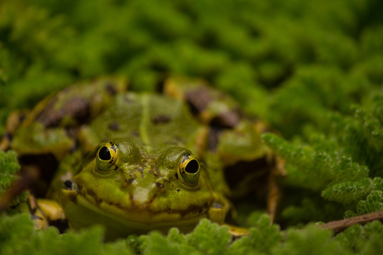 Frog Eyes Garden