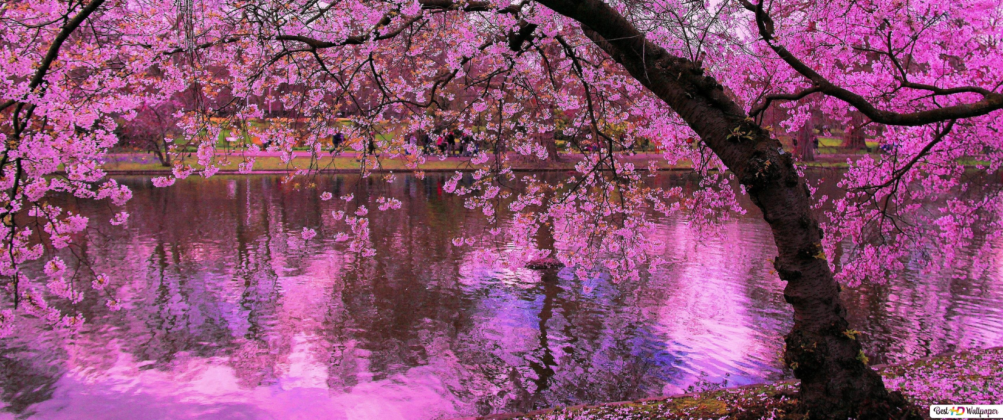 Sakura Tree Reflected in Pond HD wallpaper download