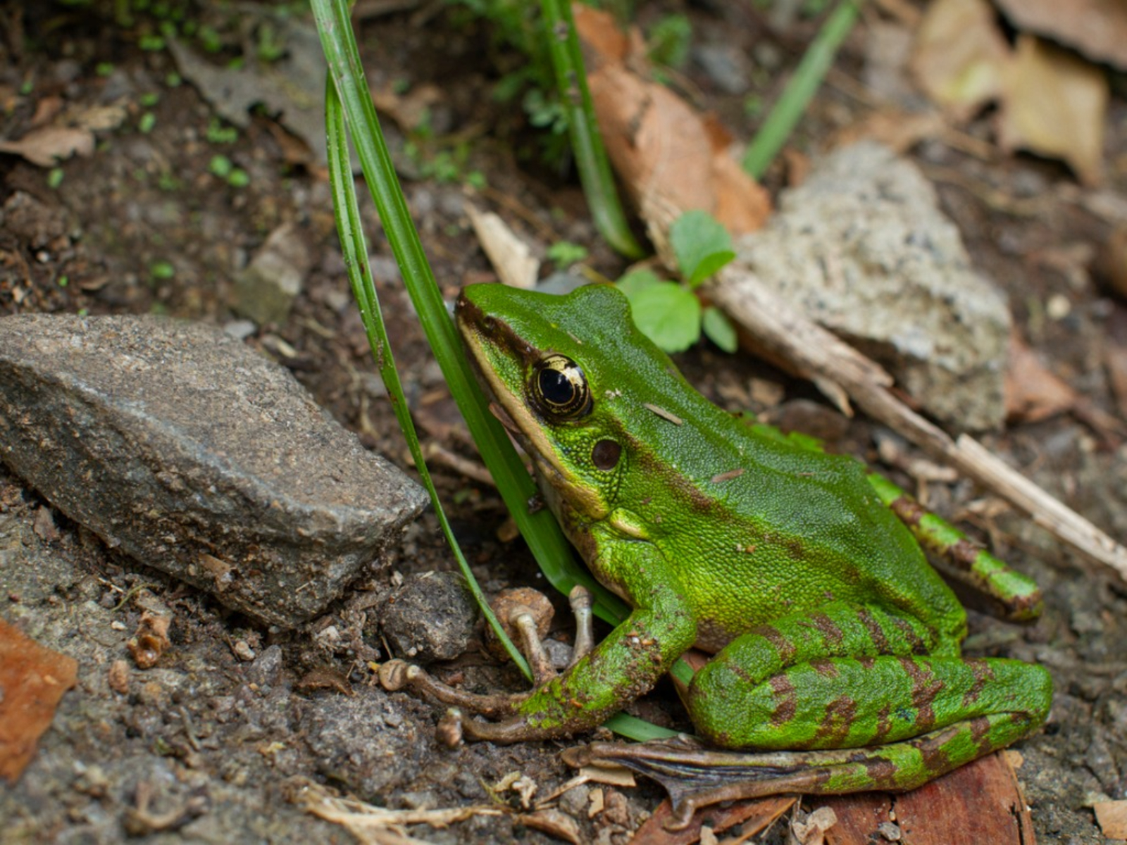 Garden Frogs To Invite Frogs To Garden Areas