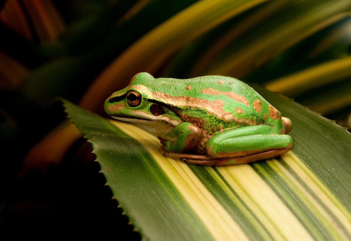 Green and golden bell frog