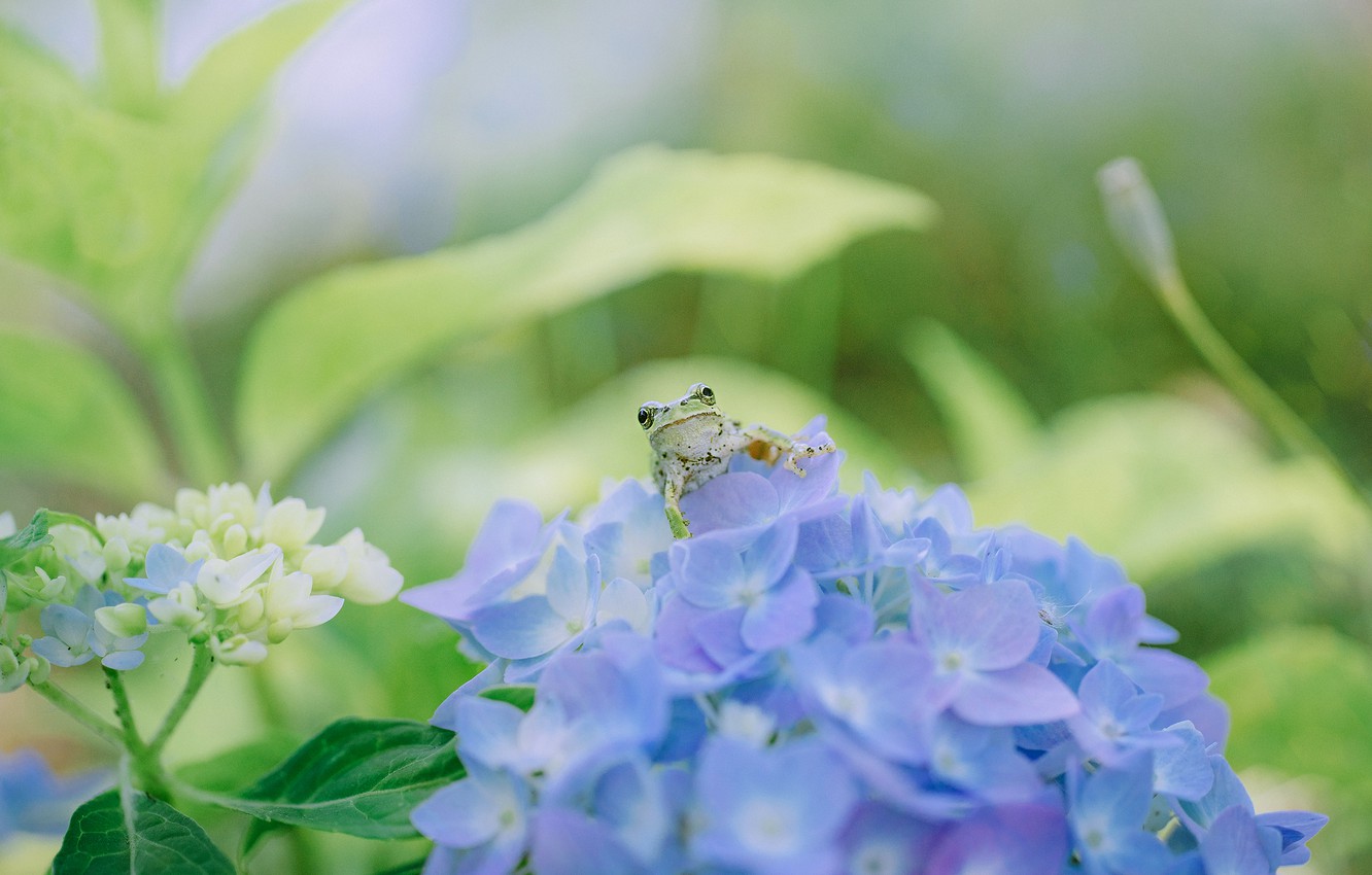 Wallpaper greens, summer, leaves, macro, flowers, frog, garden, blue, bokeh, hydrangea image for desktop, section макро
