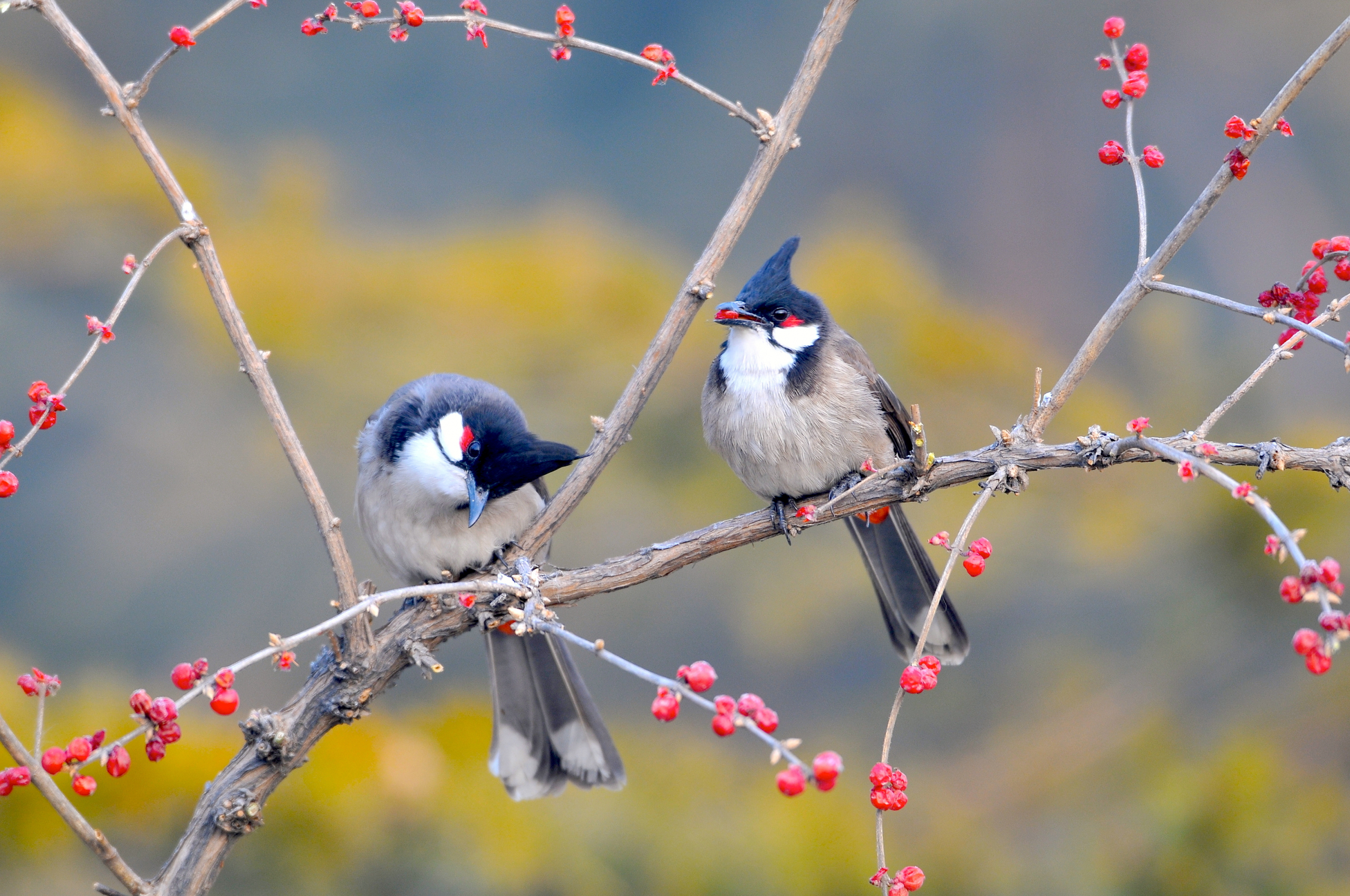 Free download couple birds berries spring animals picture HD wallpaper [3360x2100] for your Desktop, Mobile & Tablet. Explore Spring Animals Wallpaper. Spring HD Wallpaper, Spring Desktop Wallpaper Amazing Collection