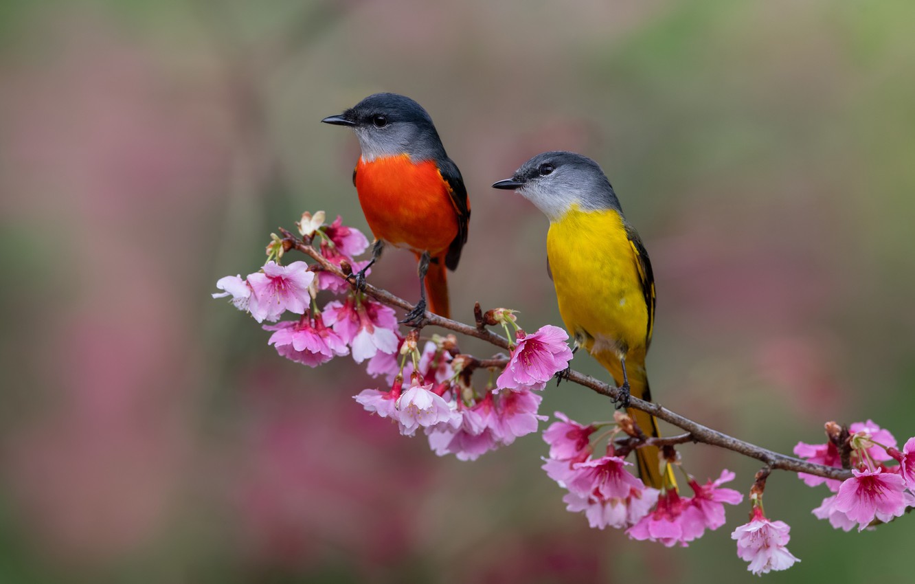 Wallpaper Flowers, Birds, Background, Bright, Two, Branch, Spring, Pair, Birds, A Couple, Duo, Red, Flowering, Yellow, Caregory Long Tailed Licenced Image For Desktop, Section животные