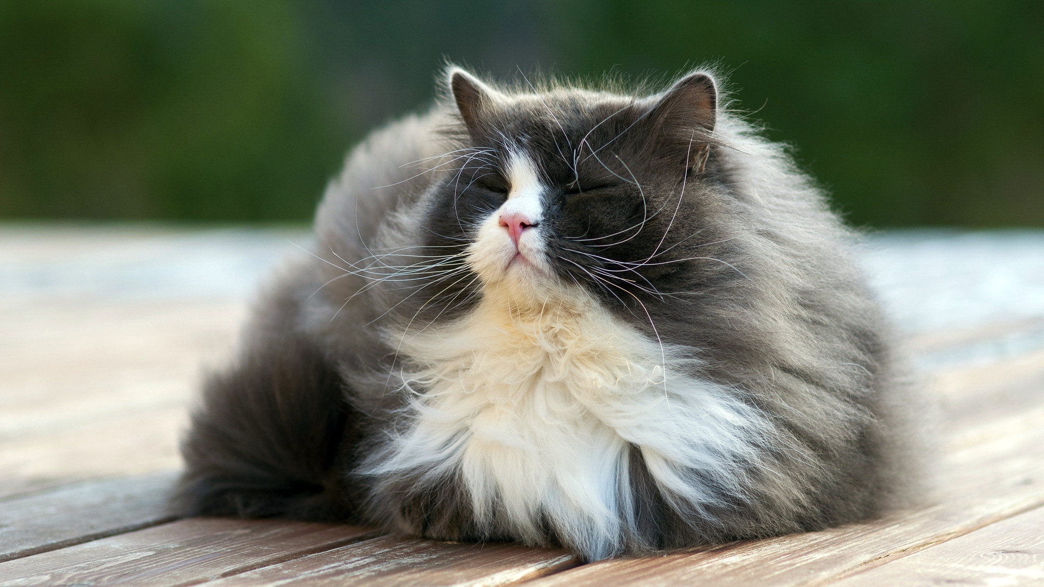Cat summer wallpaperx1152