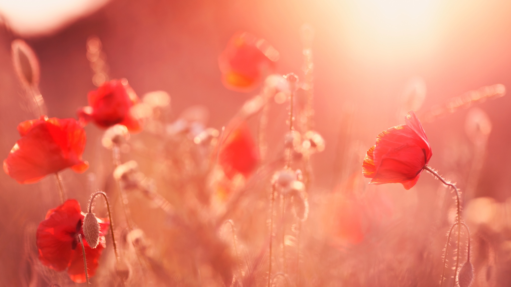 Wallpaper 4k Poppy Flowers Summer Light Wallpaper