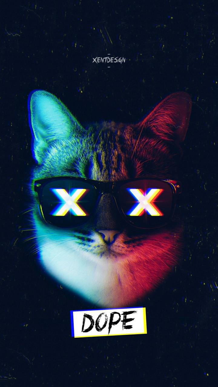 Dope Cat Wallpaper Free Dope Cat Background